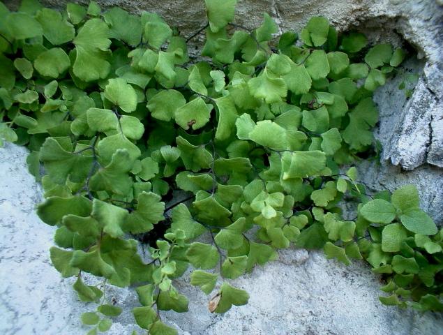 Adiantum capillus-veneris / Capelvenere comune